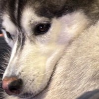 飼い主の膝の上に乗るハスキー犬→なんとか収まろうとして…まさかの『猫化してしまう光景』に2万いいね「かわいい」「間違いなく犬型のネコ」