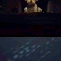 なかなか車から降りてこない犬→外で見ていたら…ディズニー感が強すぎる『衝撃の消え方』が200万再生「涙出たｗ」「シリキウトゥンドゥで草」