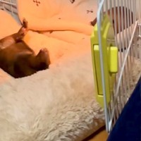 赤ちゃん犬の隣で『子育てに疲れすぎたお母さん犬』が…思わず共感する『まさかの表情』が15万再生「虚無顔で草」「人間味を感じるｗｗ」と反響