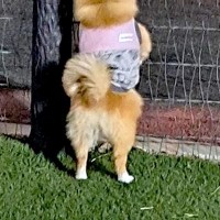 『犬をドッグランに遊ばせに来た』つもりが…思っていたのと違う『まさかの楽しみ方』に6万いいね「後ろ姿可愛いｗ」「美味しい匂いには負ける」