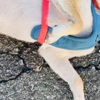 『犬を触っていいですか？』と聞かれたので、ふと犬に目を向けたら…会話中の『まさかの光景』に10万いいね「たまらん」「ワシャワシャしたい」