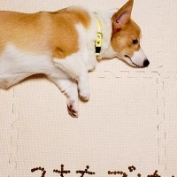 ご飯を食べない犬→心配した娘が『一工夫』してくれて…愛情が詰まった『フード文字』に感動の声「泣けてくる」「なんて優しい娘さんなの…」