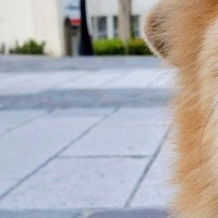 『坂で犬の写真を撮りたいだけなのに…』思っていたのと違う"可愛すぎる勘違いと表情"に７万いいね集まる「純粋すぎてｗｗ」「天使だ…」と絶賛
