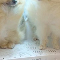 犬2匹を初めて『ドライボックス』の中に入れた結果→想像以上に『気まずい表情』が21万表示「ぎこちない会話してそうｗ」「高校生カップルか」