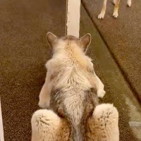 細い柱で隠れている弟犬→兄犬が探しに来ると『丸見え』で…空気を読んで見せた『まさかの神対応』に反響　お茶目で尊いやり取りにほっこり