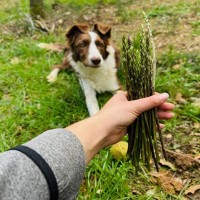犬に食べさせてもOKな『春の野菜』5選　与えるメリットや注意点まで解説