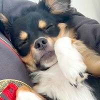 犬があまりにもご飯を食べないので、心配で病院に連れて行ったら…予想外だった『まさかの診断結果』に反響「すごい診断名ｗｗ」「あるある」