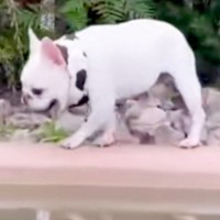 他の犬から逃げていたワンコ→池の近くまできた結果…おっちょこちょいすぎる『ハプニング』に爆笑「可哀想だけど激かわｗ」「何回も見てしまう」