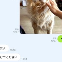 LINEで『犬にご飯をあげたか？』を家族に確認した結果→『まさかの表情』に5万いいね集まる「可愛すぎるｗ」「演技派でマジ天才」と絶賛の声