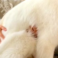 無理やり膝の上に乗ってくる『超大型犬』→まだ子犬の感覚が抜けなくて…自分の大きさを理解していない光景が87万再生「永遠の子供ｗ」「幸せ」