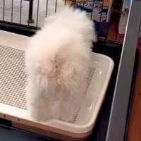 いつもは大人しいのに、突然ブチギレだした子犬→様子を見に行ってみると…想定外だった『まさかの光景』に爆笑「めちゃ可愛い」「うちのもする」