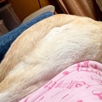 『絶対犬じゃないｗｗ』ソファから滑り落ちるワンコを撮影→脳が追い付かない『衝撃的な一枚』に22万いいね「犬なわけなさすぎる」「ツチノコ」