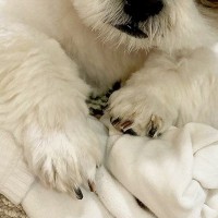 洗濯した靴下を『絶対に渡さない』と守る犬→表情を見てみると…人間顔負けな『大悪党の顔』に4万いいね「相当なワルだｗｗ」「プロの目で草」