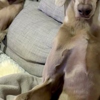 『私はおっさんを育てているのか…？』ソファにいる犬たちを撮影→ワンコとは思えない『姿勢』に6万いいね「偉い人で草」「渋い声出しそうｗ」