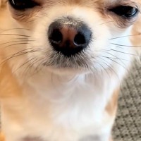 『睡魔と戦うチワワ』がSNSで話題　眠いけれど『必死に起きようとする光景』が6万再生「なんで勝手に眠気と戦うのｗｗ」「可愛くてたまらん」