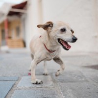 犬が『足を引きずって歩く』理由6つ　今すぐに病院へ連れて行くべき症状とは？