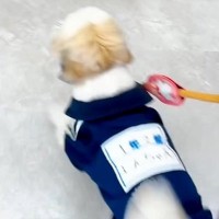 SNSで犬を投稿していたら、まさかの『初めてトリミングをしてくれたお姉さん』から連絡がきて…『感動の再会』に反響「涙出た」「素敵な話」