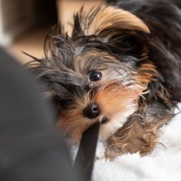 犬が『紐』を好む4つの理由　遊んでほしくないときの対処法や注意点まで