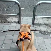 枝を持ち帰ろうとする犬→柵に引っかかってしまい…あまりにも強引な『まさかの突破方法』が25万再生「お約束過ぎるｗｗ」「除夜の鐘で草」