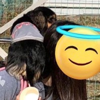 ドッグランに『他の犬がいる時』は避難してしまう犬→『誰もいない時』は…あからさま過ぎる光景に6万いいね「擬態ｗｗ」「可愛すぎる」と反響
