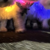 自宅が近づくと、なぜか必死になる3匹の犬→あまりにも可愛い『理由』に2万いいね集まる「戦隊ヒーローみたいｗ」「力強くて草」と爆笑続々