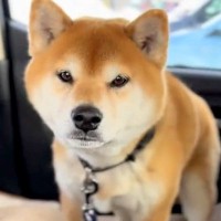 入院していた女性が『1ヵ月ぶりに愛犬と再会した』結果→喜ぶと思ったら…人間のような『拗ね方』が8万再生「寂しかったんだよね」「可愛い」