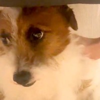 ずっと『何かに怯えた顔』をする保護犬→家族になり、愛情を注いだ結果…もはや別犬のような『表情』に感動「涙出る」「こっちまで幸せになった」