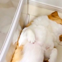 冷蔵庫の前で転がる犬→開けられないので、仕方なく…可愛すぎる『冷蔵庫を開けるための方法』が154万表示「素敵ｗ」「元の位置に戻すの草」