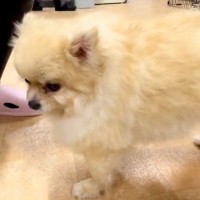 4年間、繁殖犬として酷使されたワンコ→とても寂しい顔をしていて…涙が止まらない『1年の成長の軌跡』に反響「運命の出会い」「尊すぎる」