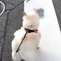 小型犬には強気な犬→遠くに『大型犬』を見つけた瞬間…判断が早すぎる『まさかの態度の差』が16万再生「分かりやすｗｗ」「一目散すぎて草」