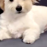 ソファで爆睡する犬→起き上がったと思ったら…人間以上に凄い『衝撃的な寝ぐせ』が45万再生「正面顔しんどいｗｗ」「二日酔い明けかな？」