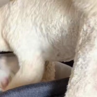『ベビーベッド』に憧れている大型犬→赤ちゃんがいないことを確認すると…まさかの『愛おしい行動』が10万再生「大きな赤ちゃんｗ」「涙出た」