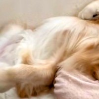 朝、ベッドの上で起床した男性→横を見てみると『大型犬』が爆睡していて…羨ましすぎる『幸せな光景』が37万再生「表情最高」「笑ったｗｗ」