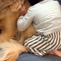 朝、男の子が『保育園に行きたくない』と駄々をこねた結果→大型犬に助けを求めて…愛に溢れた光景に反響「行きたくない日もあるよね」「困惑ｗ」