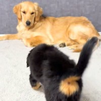 『子犬と先住犬が仲良くできるか』心配していたら、会わせた瞬間に…『はじめましてとは思えない光景』が43万再生「めちゃ尊い…」「可愛い」