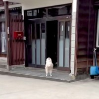 5時間外出→家に帰ったら、犬が外で待っていて…まるで数年ぶりの再会のような『熱烈大歓迎』が44万再生　家族の愛に溢れた光景にほっこり