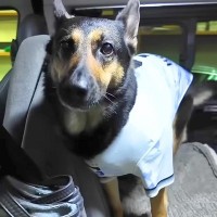 旅行に出かけたお母さん→犬と一緒に『駅までお迎えに行った』結果…愛おしい『2日ぶりの再会』が12万再生「人間の子供みたい」「尻尾が…」