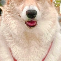 友人に犬の写真を見せたら『マイクロビキニ着てる？』と言われ…思わず納得する『まさかの光景』に9万いいね「似合ってて草」「不満そうｗｗ」