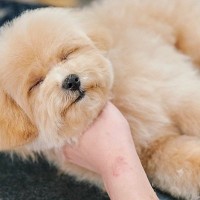トリミングでイヤイヤする犬→途中でスイッチが切れてしまい…まさかの『突然眠りに落ちる光景』が尊いと反響「赤ちゃんすぎる…」「たまらん」