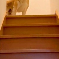 お母さんとお姉ちゃんの帰宅には大喜びする犬→お兄ちゃんの場合は…辛辣すぎる『態度の違い』が294万再生「いい顔で草」「静止画かとｗｗ」