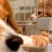 自分で猫に近づいた犬が、なぜかビビりまくり…理不尽すぎる『アニメのような被害者面』が55万再生「ディズニーに出てきそう」「可愛すぎｗ」