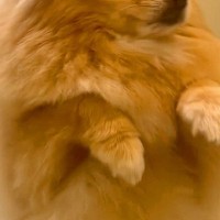 『お風呂中、慌てた表情でやってきた犬』に10万表示の反響　あまりにも愛おしい『まさかの理由』に「愛だなあ」「優しくていい子」と絶賛の声