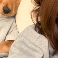 ソファで転がっていたら、添い寝しにきた犬→『嬉しいな』と寝顔を見てみたら…『衝撃的な表情』が14万再生「落花生みたいで草」「貴重な顔ｗ」