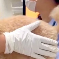 企業の最終面接を控えた日、家族から『犬が倒れた』と連絡→急いで地元に帰ったら…思っていたのと違う光景に反響「可愛すぎてｗ」「素敵な顔」