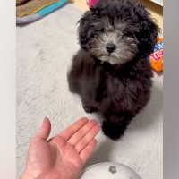 子犬に『お手』をさせてみた結果→ドヤ顔が可愛すぎる『強めなお手』が127万再生「頭の軸ぶれないｗｗ」「関節からお手するタイプで草」と絶賛