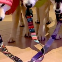 雨が降っていたので、犬たちに『カッパ』を着せた結果…思わず吹き出す『絶望の表情』が49万再生「哀愁すごくて草」「1匹だけ温度差がｗｗ」