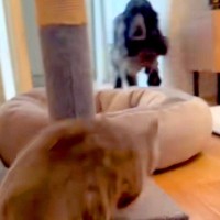 『絶対に負ける戦いに挑む猫』→走ってくる犬に向かっていき…まさかの『当たり屋すぎる光景』が34万再生「芸術点高すぎｗ」「素晴らしい根性」