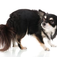 『神経質な犬』の共通点5選　主な特徴やデリケートなワンコへの適切な対応まで
