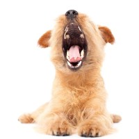 犬が『あくび』をする理由4つ　眠いだけじゃない？注意すべき状態まで