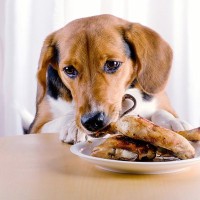 犬が誤飲すると『危険なモノ』4選　避けるべき理由や緊急時の応急処置まで